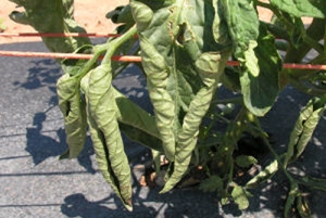Denver Downs Farm, Anderson, SC;  High temperature on black plastic; lower leaves only.